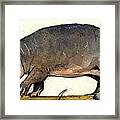Hippo Walk Framed Print