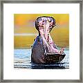 Hippopotamus Displaying Aggressive Behavior Framed Print