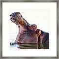 Hippopotamus Yawning - South Africa Framed Print