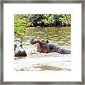 Hippos In Water Under African Sun Framed Print