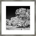 Hoar Frost On Trees In Small Rural Farming Community During Winter Forget Saskatchewan Canada Framed Print