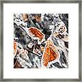 Hoarfrost Framed Print