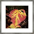 Hobblebush Framed Print