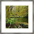 Hoh Rainforest 3 Framed Print