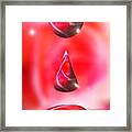 Holiday Droplet - Christmas Rose Framed Print