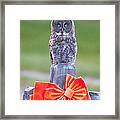 Holiday Owl Framed Print