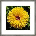 Holligold Blossoming Yellow Pot Marigold Flower Framed Print