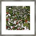 Holly - Winter Framed Print