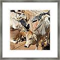 Holy Cows Odisha India Framed Print