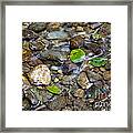 Home Creek Framed Print