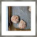 Homemade Buns With Oats Framed Print