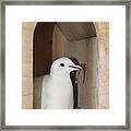 Home Sweet Home... Homing Pigeon In Her Nest Box Framed Print