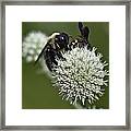 Honey Bee 0001 Framed Print