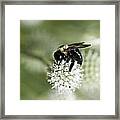 Honey Bee At Work Framed Print