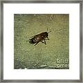 Honey Bee Framed Print