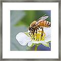 Honey Bee Framed Print