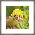 Honeybee On Hop Clover Framed Print