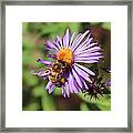Honeybee On Purple Wild Aster Framed Print