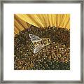 Honeybee On Sunflower Framed Print