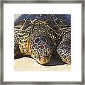Honu Hawaiian Sea Turtle Hookipa Beach Maui North Shore Hawaii Framed Print