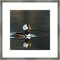 Hooded Merganser In Spring Framed Print