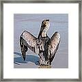 Hooked Pelican Framed Print