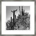 Horn Saguaro Cactus Framed Print