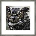 Horned Owl Framed Print