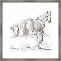 Horse And Cows Sketch Framed Print