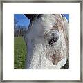 Horse Close Up Framed Print