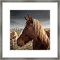 Horse Composition Framed Print