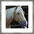 Horse Feathers Framed Print