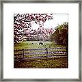 Horse Grazing In Pasture Framed Print