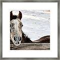 Horse Greeting Framed Print