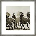 Horse Framed Print