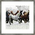 Horse Herd #3 Framed Print