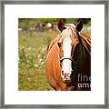 Horse Howdy Framed Print