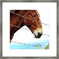 Horse In Pololu Valley1 Framed Print