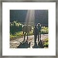 Horse In The Spotlight Framed Print