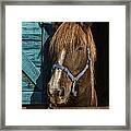 Horse Framed Print