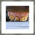 Horse Smile Framed Print