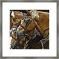 Horse Team Framed Print