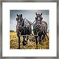 Horse Team Framed Print