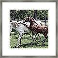 Horse Yoga Framed Print