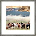 Horses Framed Print