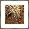 Horse's Eye Sepia Framed Print