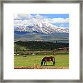 Horses Grazing Near Mt. Shasta Framed Print