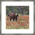 Horses In A Field Of Texas Wildflowers Framed Print