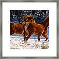 Horses In Motion Framed Print