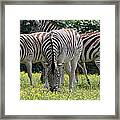 Four Zebras Grazing Framed Print